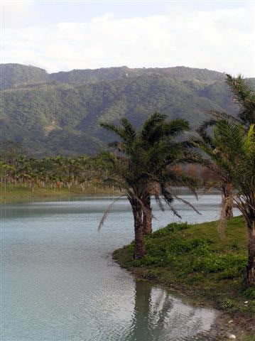 A lake of palms